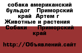 собака американский бульдог - Приморский край, Артем г. Животные и растения » Собаки   . Приморский край